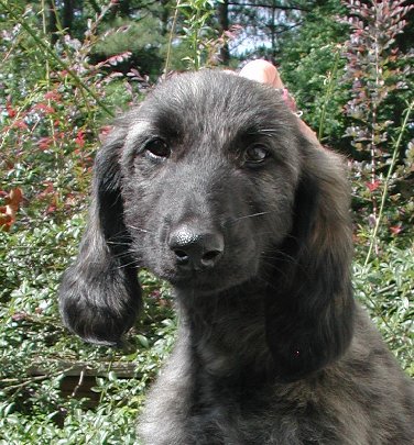 Pink-BlkMskSilver BrindleGirlFace10wks.jpg - 61.32 K